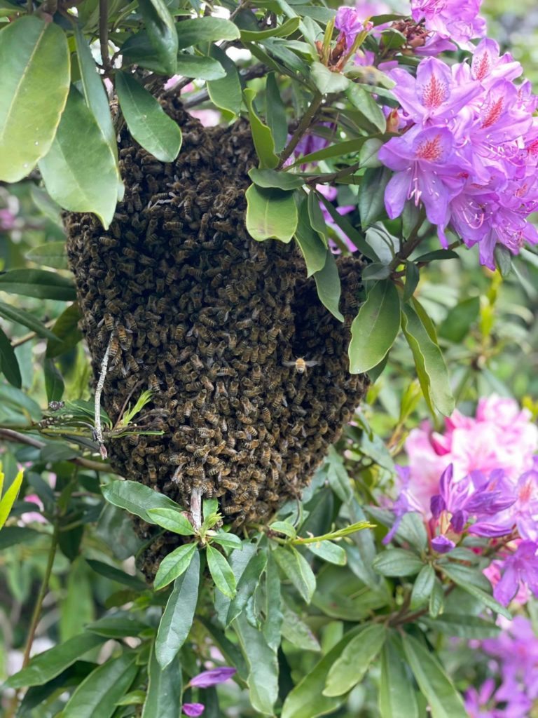 Essaim d'abeilles en grappe